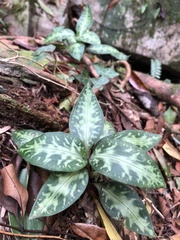 Goodyera daibuzanensis