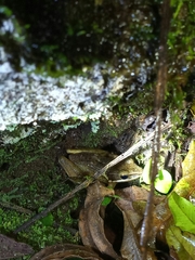 Chalcorana chalconota