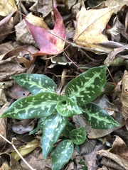 Goodyera daibuzanensis