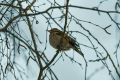 Fringilla coelebs