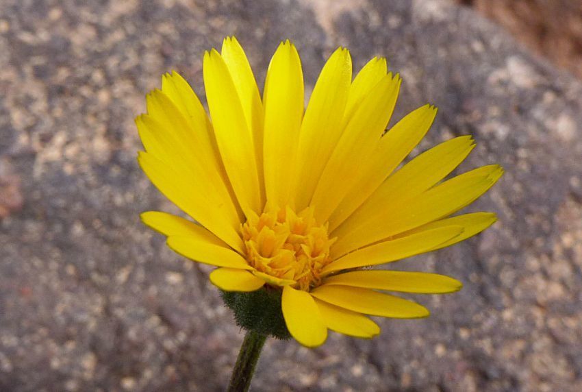 Marigold