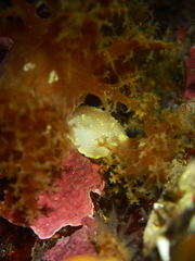 Cadlina laevis