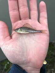 Gymnocephalus cernua