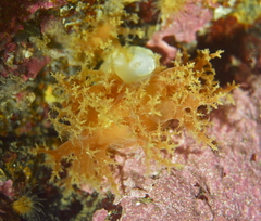 Dendronotus