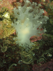 Dendronotus