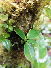 Peperomia sanjoseana