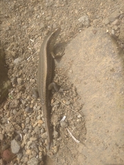 Eutropis multifasciata