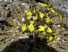 Soroseris pumila