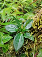 Peperomia sanjoseana