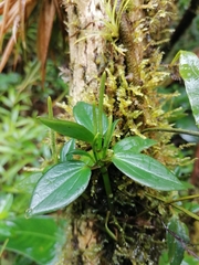 Peperomia sanjoseana