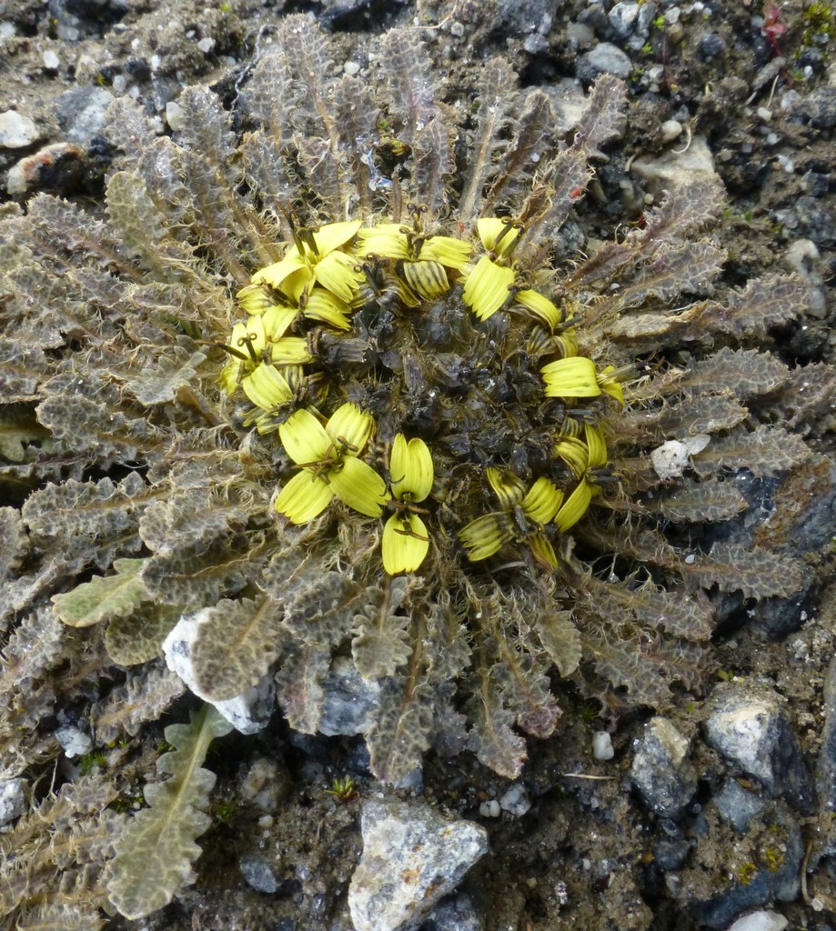 Soroseris pumila