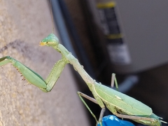 Stagmomantis limbata