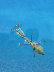 Stagmomantis limbata