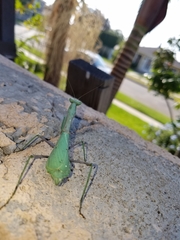 Stagmomantis limbata