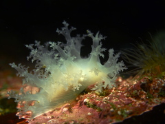 Dendronotus