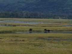 Ursus arctos middendorffi