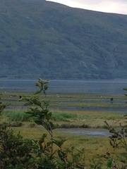 Ursus arctos middendorffi