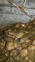 Chalcorana chalconota