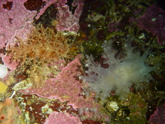 Dendronotus