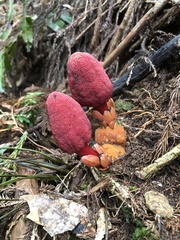 Balanophora yakushimensis