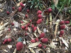 Balanophora yakushimensis