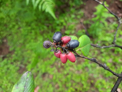 Berchemia edgeworthii