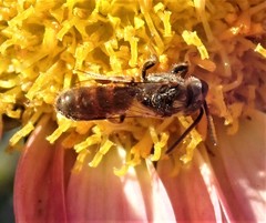 Lasioglossum zephyrus