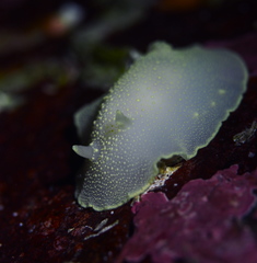 Cadlina laevis
