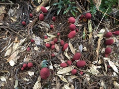 Balanophora yakushimensis