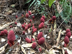 Balanophora yakushimensis