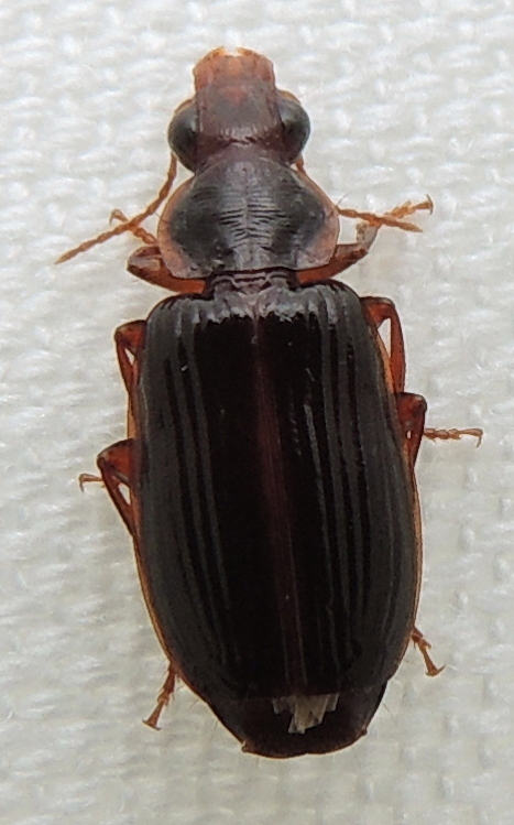 Plochionus