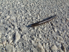 Pachyiulus apfelbecki