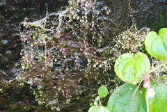 Utricularia striatula