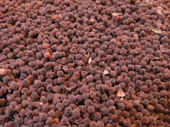 Abutilon trisulcatum