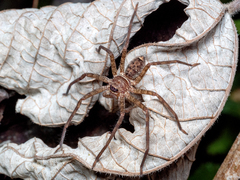 Heteropoda tetrica