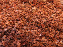 Malvastrum americanum