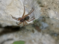 Scotina celans