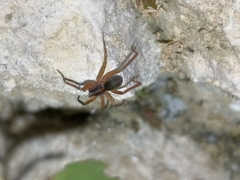 Scotina celans