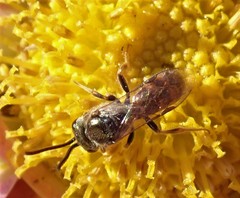 Lasioglossum zephyrus