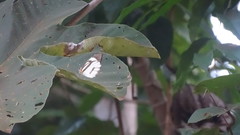 Ganyra phaloe