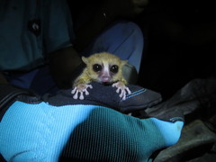 Microcebus rufus