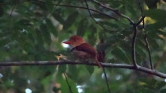 Bucco capensis