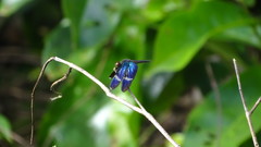 Zenithoptera fasciata