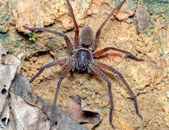Heteropoda tetrica