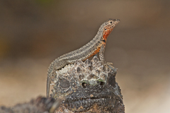 Galapagos Lava Lizard photo 4