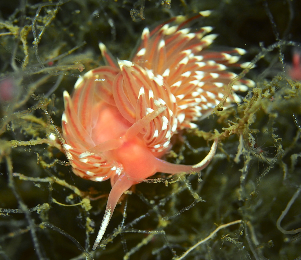 Facelina