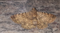 Polydesma boarmoides