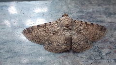 Polydesma boarmoides