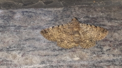 Polydesma boarmoides