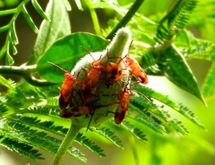 Oncopeltus guttaloides